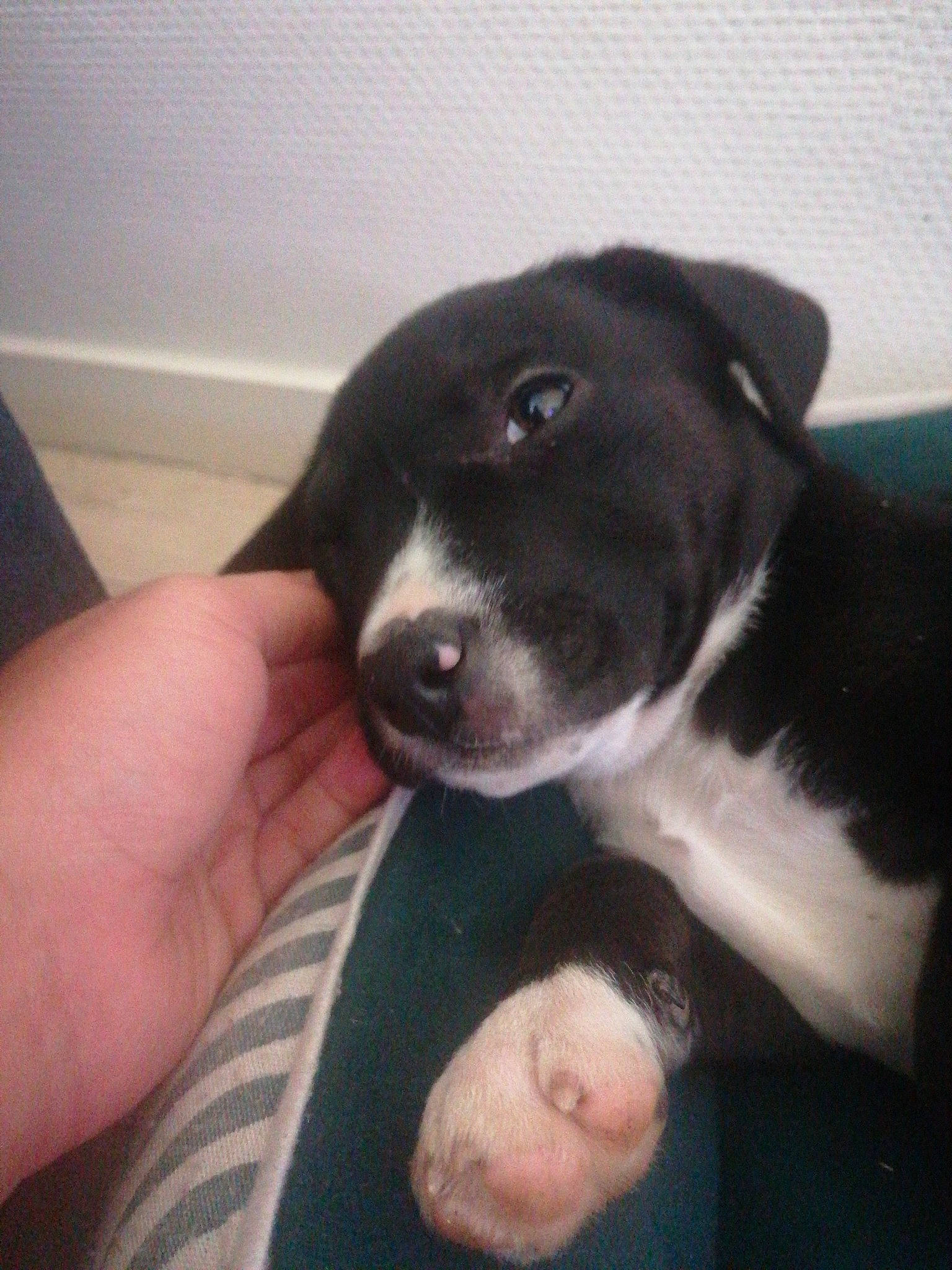 Rex participe au concours pour gagner de l'argent avec cette photo : borador, bored, canidae, carnivore, collar, comfort, companion_dog, dog, dog_breed, fur, nail, non_sporting_group, paw, snout, sporting_group, whiskers, working_animal