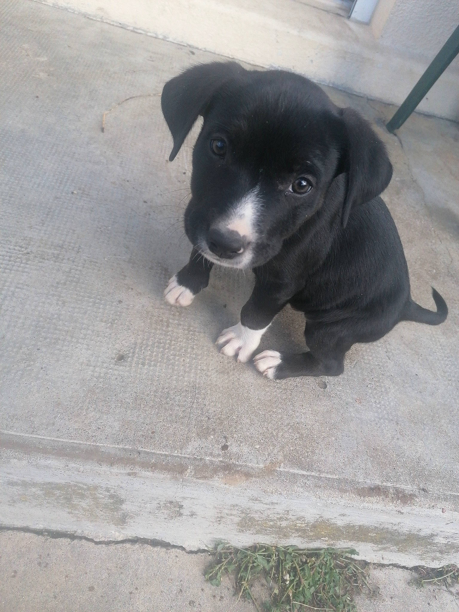 Rex participe au concours pour gagner de l'argent avec cette photo : asphalt, borador, boston_terrier, canidae, carnivore, companion_dog, concrete, dog, dog_breed, fawn, flooring, paw, road_surface, shadow, snout, sporting_group, street_dog, tail, whiskers, working_animal