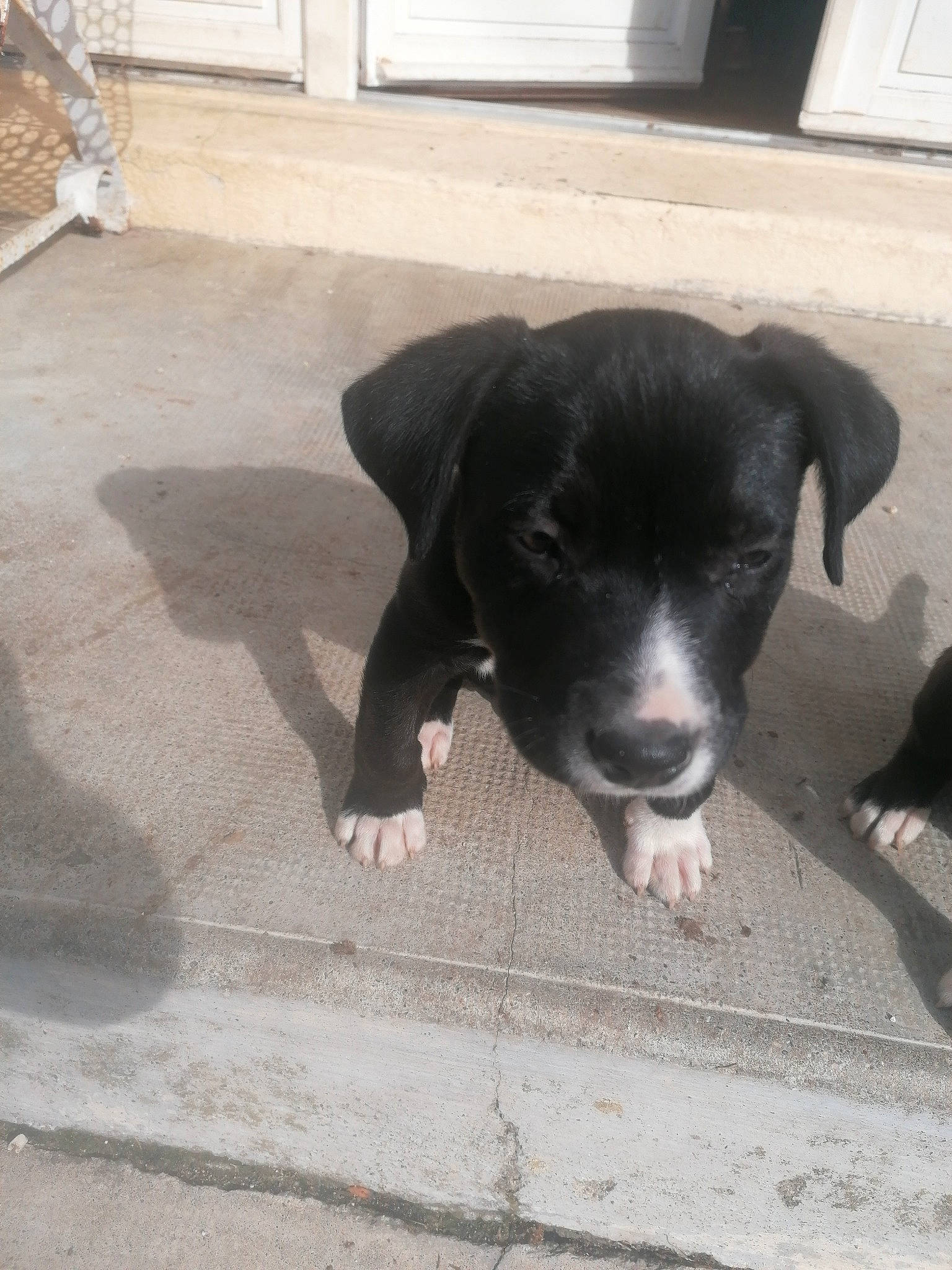 Rex a rejoint le concours — aidez-le/la à gagner de superbes lots ! borador, canidae, carnivore, companion_dog, concrete, dog, dog_breed, door, floor, flooring, gun_dog, paw, road_surface, sporting_group, street_dog, tail, terrestrial_animal, window, working_animal