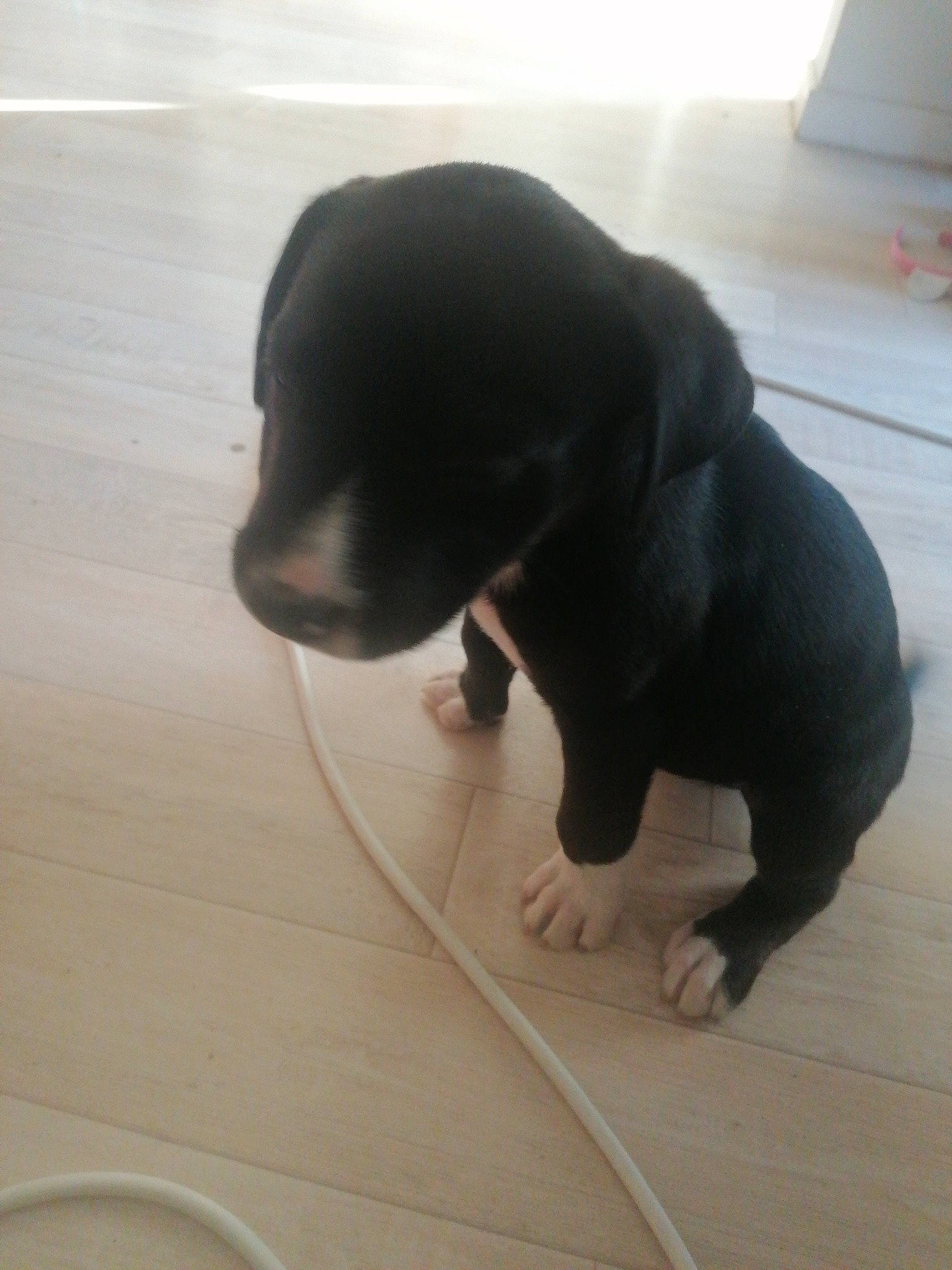 Rex participe au concours pour gagner de l'argent avec cette photo : borador, canidae, carnivore, companion_dog, dog, dog_breed, floor, flooring, foot, fur, hardwood, paw, snout, sporting_group, tail, terrestrial_animal, whiskers, wood, wood_flooring, working_animal