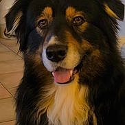 Babou participe au concours pour gagner de l'argent avec cette photo : dog, pet, indoor, smiling, black_fur, brown_fur, white_fur, closeup, portrait, tongue_out, happy, fluffy, animal, canine, companion, household, tile_floor, fur_texture, face, ears