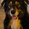 dog, pet, indoor, smiling, black_fur, brown_fur, white_fur, closeup, portrait, tongue_out, happy, fluffy, animal, canine, companion, household, tile_floor, fur_texture, face, ears