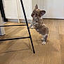 dog, puppy, small_dog, standing, indoor, kitchen, hardwood_floor, cabinet, stool, metal_frame, paws, ears, fur, pet, curious, shadow, flooring, door, trim, adorable