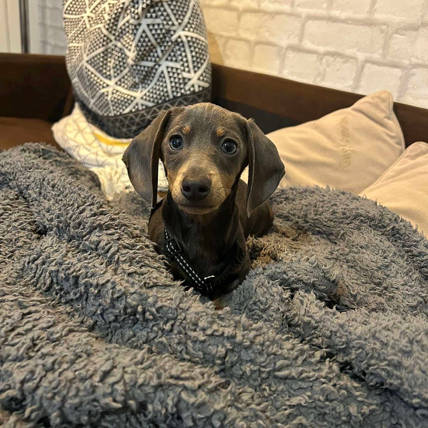 Patrice a rejoint le concours — aidez-le/la à gagner de superbes lots ! accessories, animal, bag, blanket, canine, dog, dogbed, handbag, pet, puppy