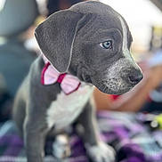 Nova joined the competition — help win amazing prizes! puppy, dog, bow_tie, gray, white, close_up, portrait, pet, animal, cute, indoor, car_interior, blanket, sitting, young, fur, ears, nose, whiskers, soft_focus