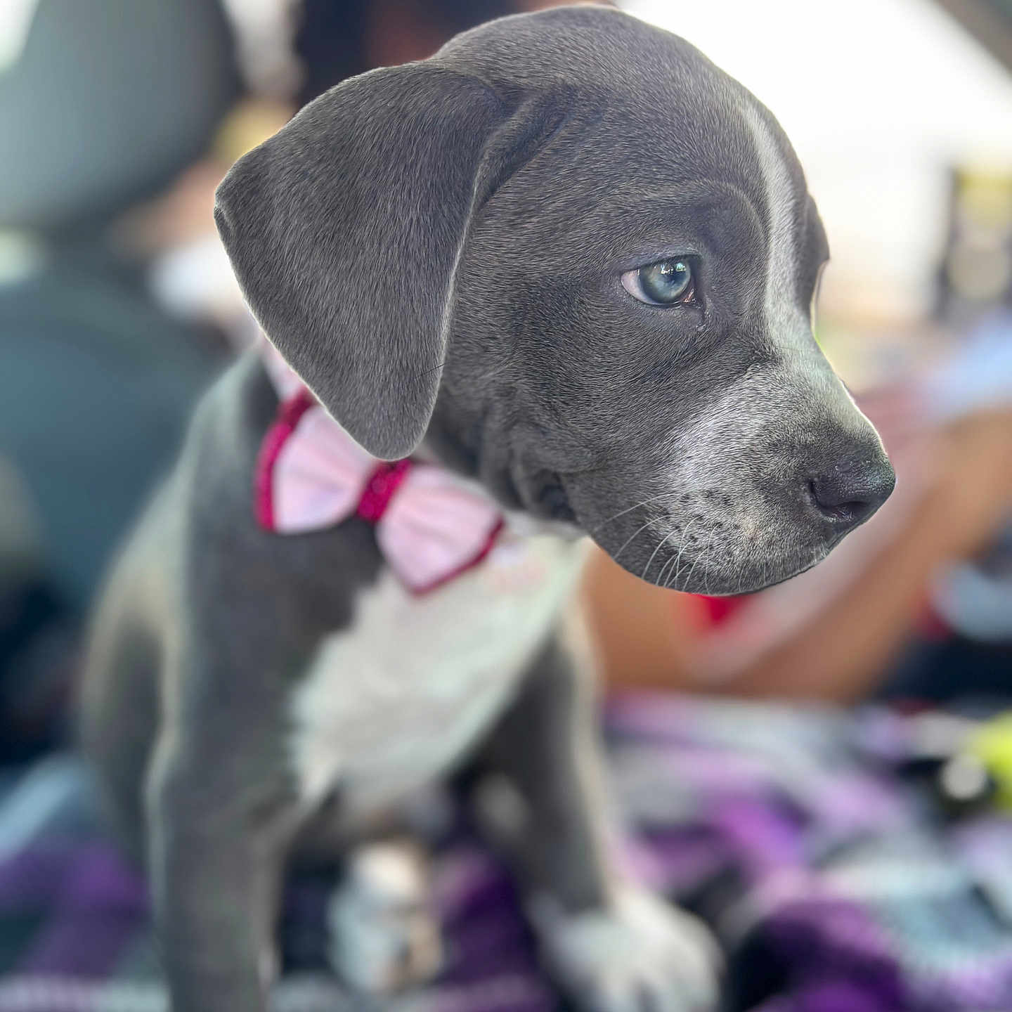 Nova joined the competition — help win amazing prizes! animal, blanket, bow_tie, car_interior, close_up, cute, dog, ears, fur, gray, indoor, nose, pet, portrait, puppy, sitting, soft_focus, whiskers, white, young
