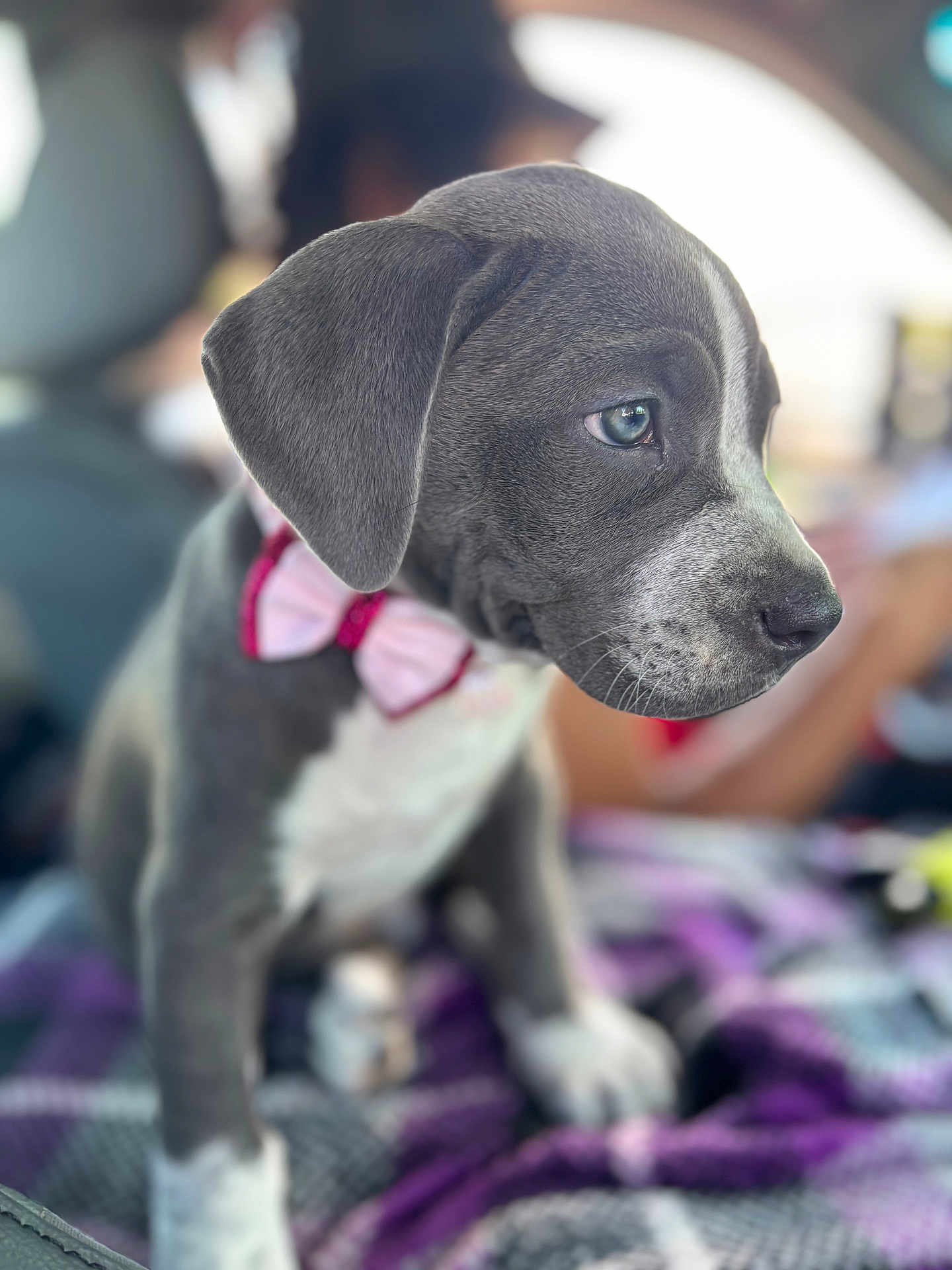 Nova joined the competition — help win amazing prizes! puppy, dog, bow_tie, gray, white, close_up, portrait, pet, animal, cute, indoor, car_interior, blanket, sitting, young, fur, ears, nose, whiskers, soft_focus