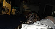 Hero joined the competition — help win amazing prizes! animal, bed, brown_dog, close_up, dark_room, dog, fan, flash, glowing_eyes, home, indoor, lap, laundry_basket, night, person, pet, quiet, relaxation, resting, white_clothing
