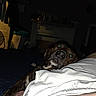 animal, bed, brown_dog, close_up, dark_room, dog, fan, flash, glowing_eyes, home, indoor, lap, laundry_basket, night, person, pet, quiet, relaxation, resting, white_clothing
