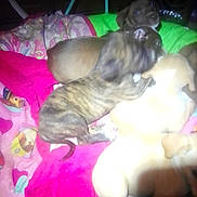 Hero is registered to the contest to win money with this photo: animal, blanket, brown, colorful, cozy, cuddle, cute, dog, fur, group, indoor, pet, pile, puppy, resting, sleeping, soft, striped, tan, young
