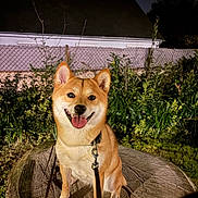 Aly participe au concours pour gagner de l'argent avec cette photo : dog, shiba_inu, tree_stump, leash, night, garden, plants, fence, house, roof, happy, tongue_out, pet, canine, outdoor, animal, sitting, smiling, collar, nature