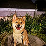 dog, shiba_inu, tree_stump, leash, night, garden, plants, fence, house, roof, happy, tongue_out, pet, canine, outdoor, animal, sitting, smiling, collar, nature
