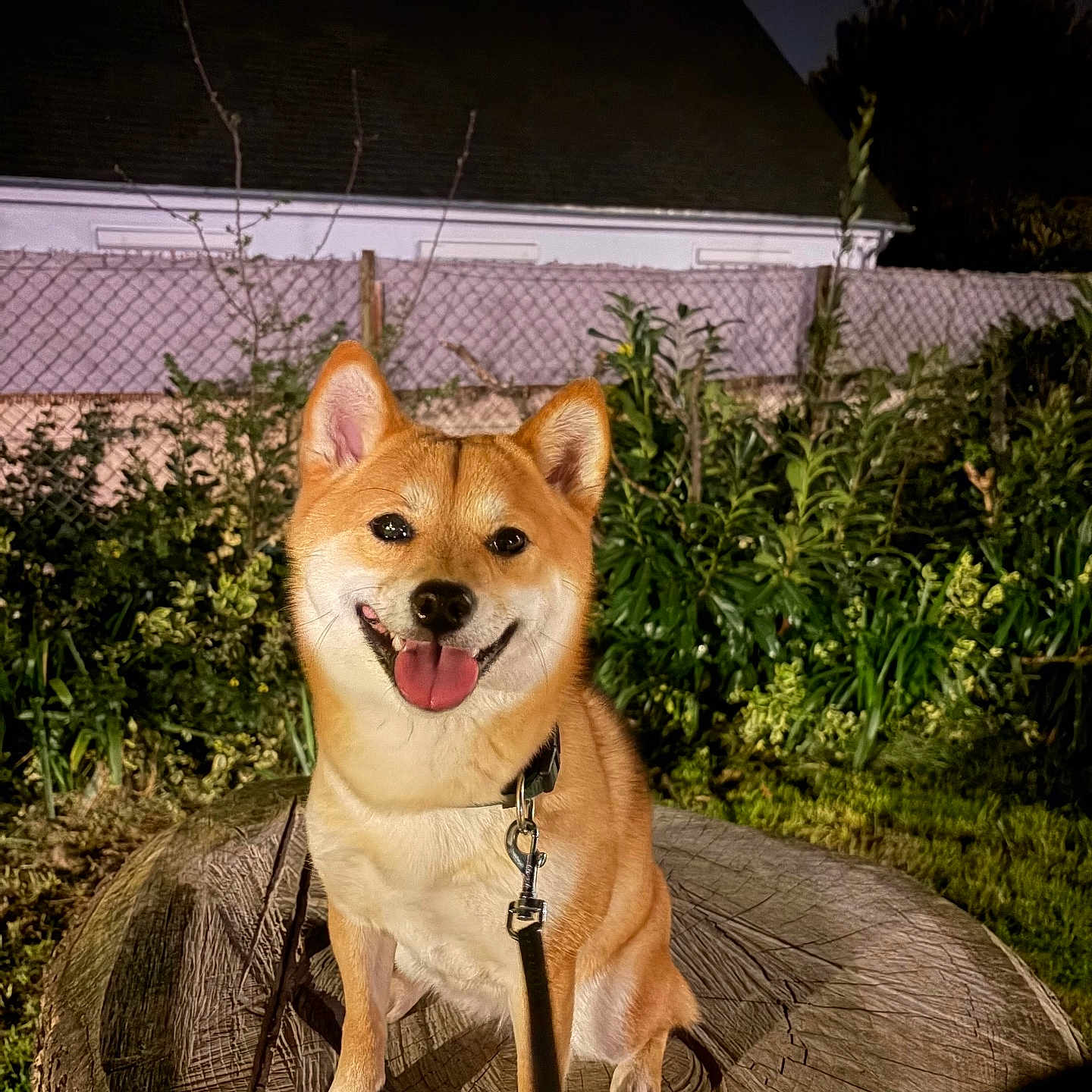 Aly participe au concours pour gagner de l'argent avec cette photo : dog, shiba_inu, tree_stump, leash, night, garden, plants, fence, house, roof, happy, tongue_out, pet, canine, outdoor, animal, sitting, smiling, collar, nature