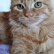 Lohan participe au concours pour gagner de l'argent avec cette photo : cat, orange_tabby, close_up, feline, green_eyes, whiskers, fur, pet, domestic_animal, relaxed, indoor, purple_towel, soft_texture, cute, animal_portrait, resting, mammal, young_cat, closeup