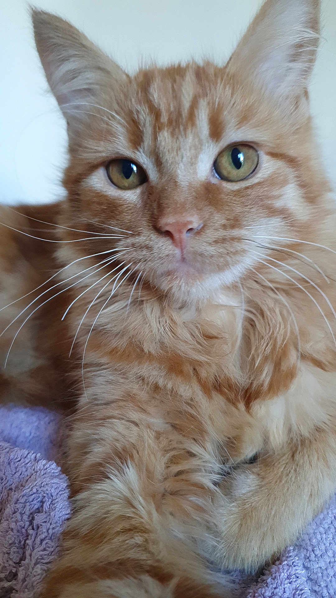 Lohan participe au concours pour gagner de l'argent avec cette photo : cat, orange_tabby, close_up, feline, green_eyes, whiskers, fur, pet, domestic_animal, relaxed, indoor, purple_towel, soft_texture, cute, animal_portrait, resting, mammal, young_cat, closeup