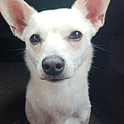 Midget is registered to the contest to win money with this photo: dog, white_dog, close_up, pet, animal, ears, face, fur, looking_at_camera, portrait, indoor, cute, canine, snout, whiskers, alert, domestic_animal, mammal, expression, friendly