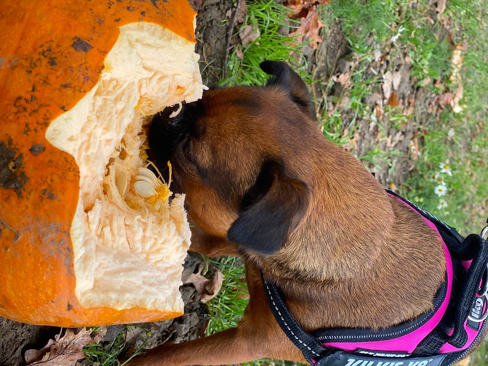 Penelope is registered to the contest to win money with this photo: canidae, carnivore, collar, companion_dog, dog, dog_breed, dog_collar, dog_supply, fawn, grass, hunting_dog, leash, liver, pet_supply, plant, snout, sporting_group, terrestrial_animal, working_animal, working_dog