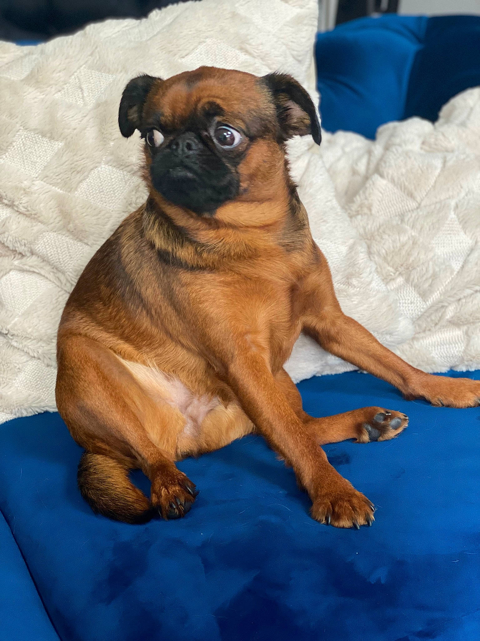 Penelope is registered to the contest to win money with this photo: blue, canidae, carnivore, comfort, companion_dog, dog, dog_breed, fawn, liver, paw, pug, puppy, snout, sporting_group, terrestrial_animal, toy_dog, whiskers, working_animal, working_dog, wrinkle