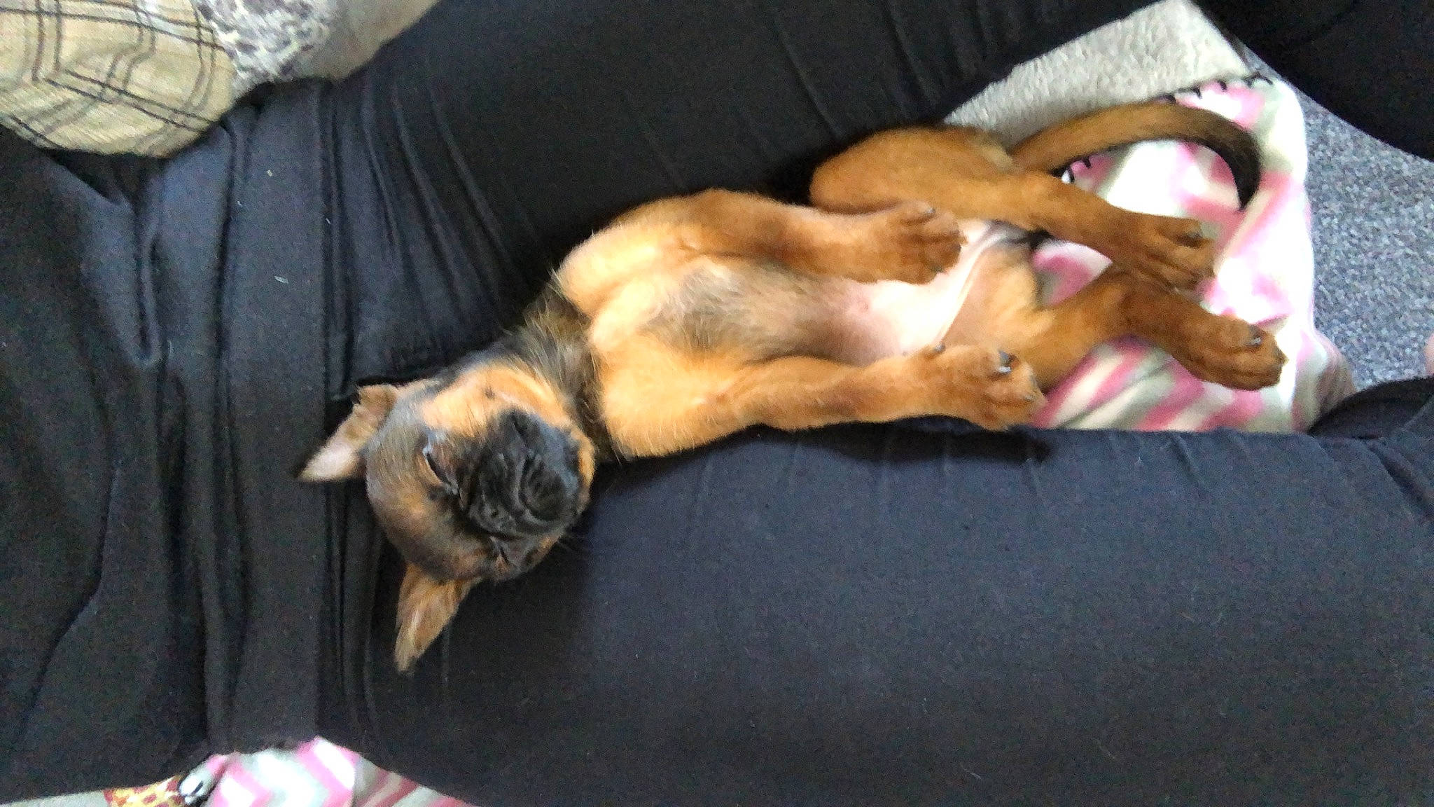 Penelope joined the competition — help win amazing prizes! canidae, carnivore, comfort, companion_dog, dog, dog_breed, fawn, felidae, fur, guard_dog, hound, linens, nap, paw, sleep, snout, sporting_group, tail, toy_dog, whiskers