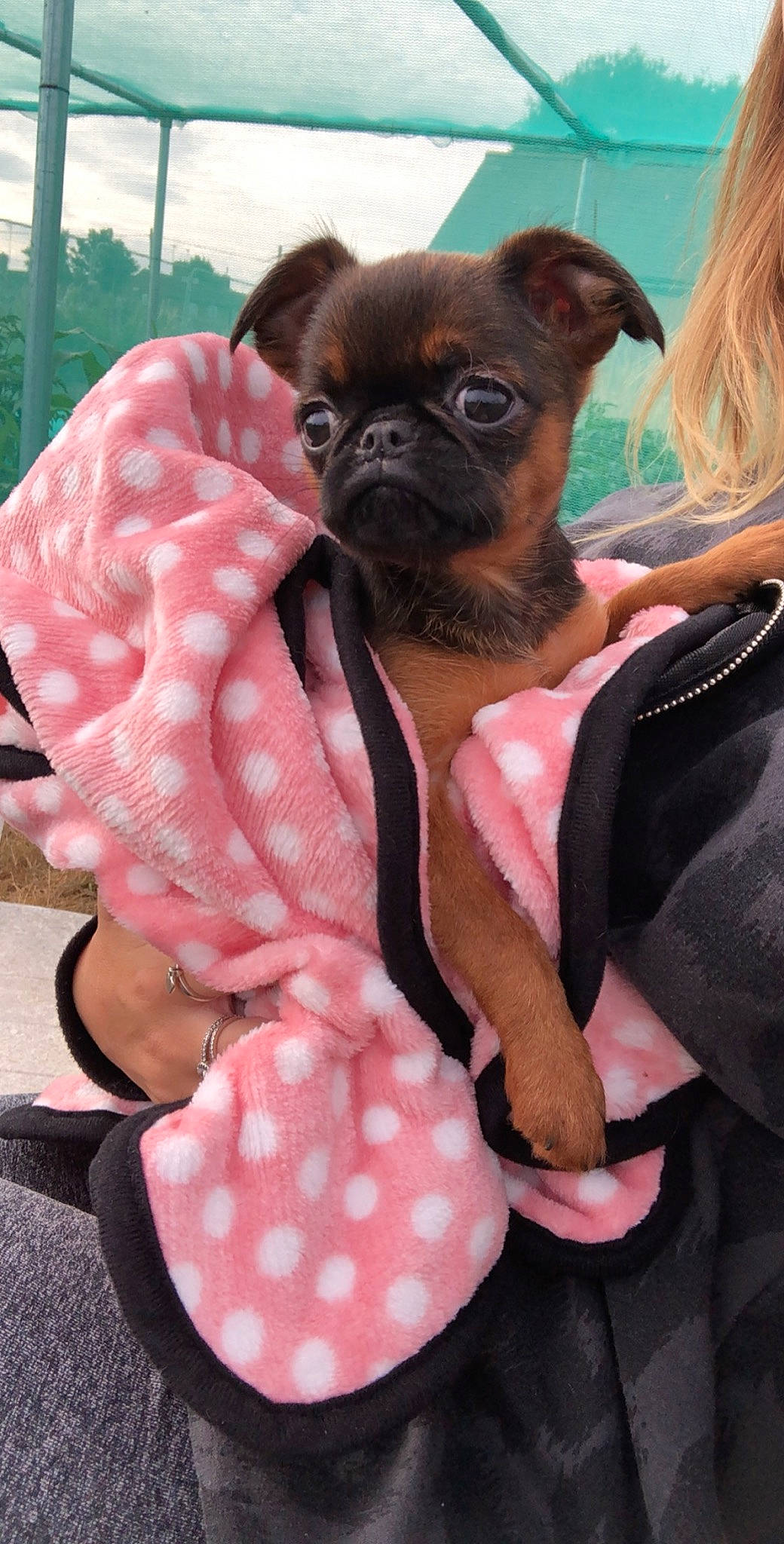 Penelope is registered to the contest to win money with this photo: canidae, carnivore, collar, companion_dog, dog, dog_breed, dog_collar, fawn, fur, liver, pattern, pink, pug, snout, sporting_group, sunglasses, terrestrial_animal, toy_dog, whiskers, wrinkle