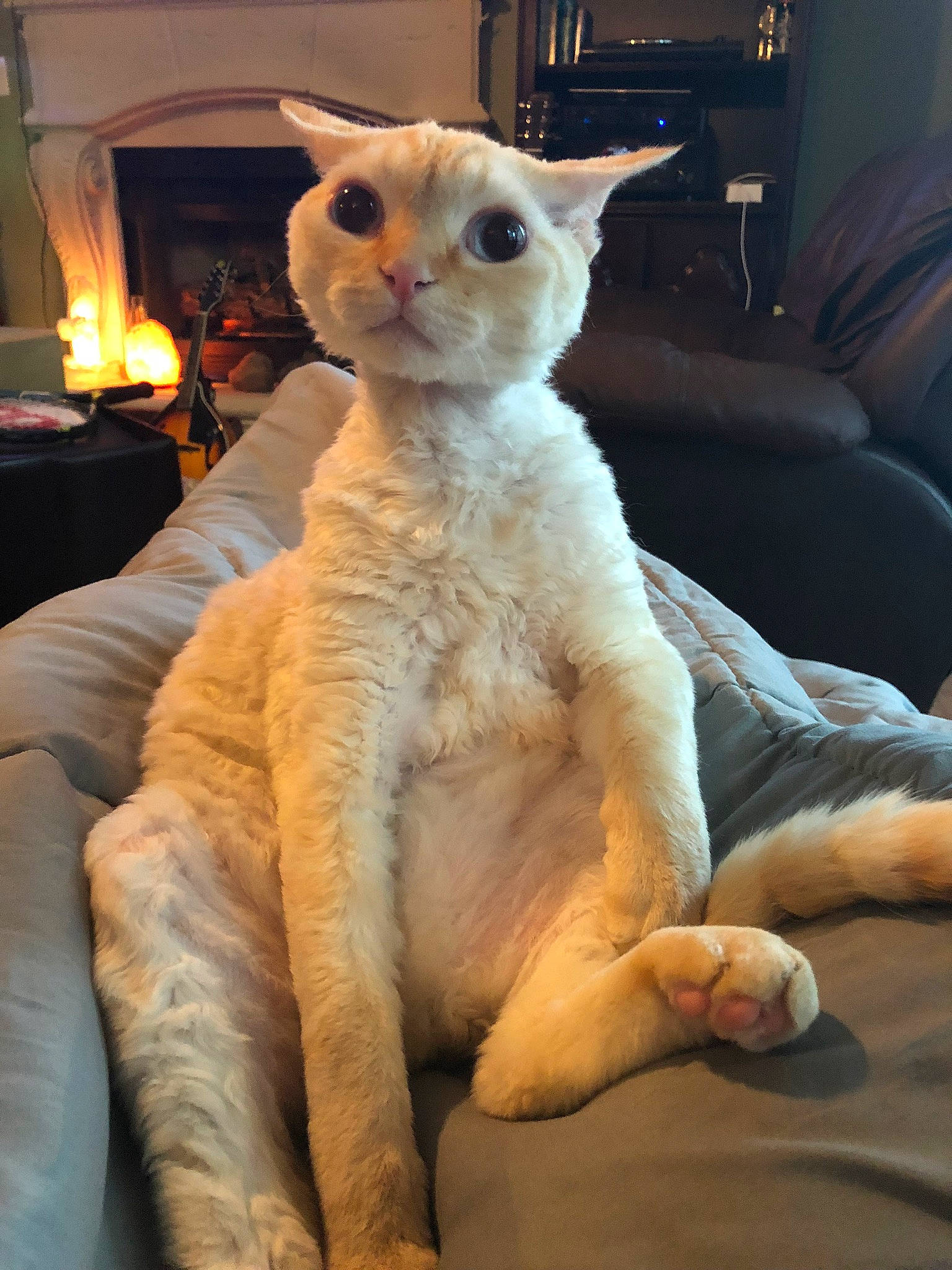 Charlie joined the competition — help win amazing prizes! carnivore, cat, comfort, couch, domestic_short_haired_cat, fawn, felidae, fur, houseplant, lamp, sitting, small_to_medium_sized_cats, snout, tail, whiskers