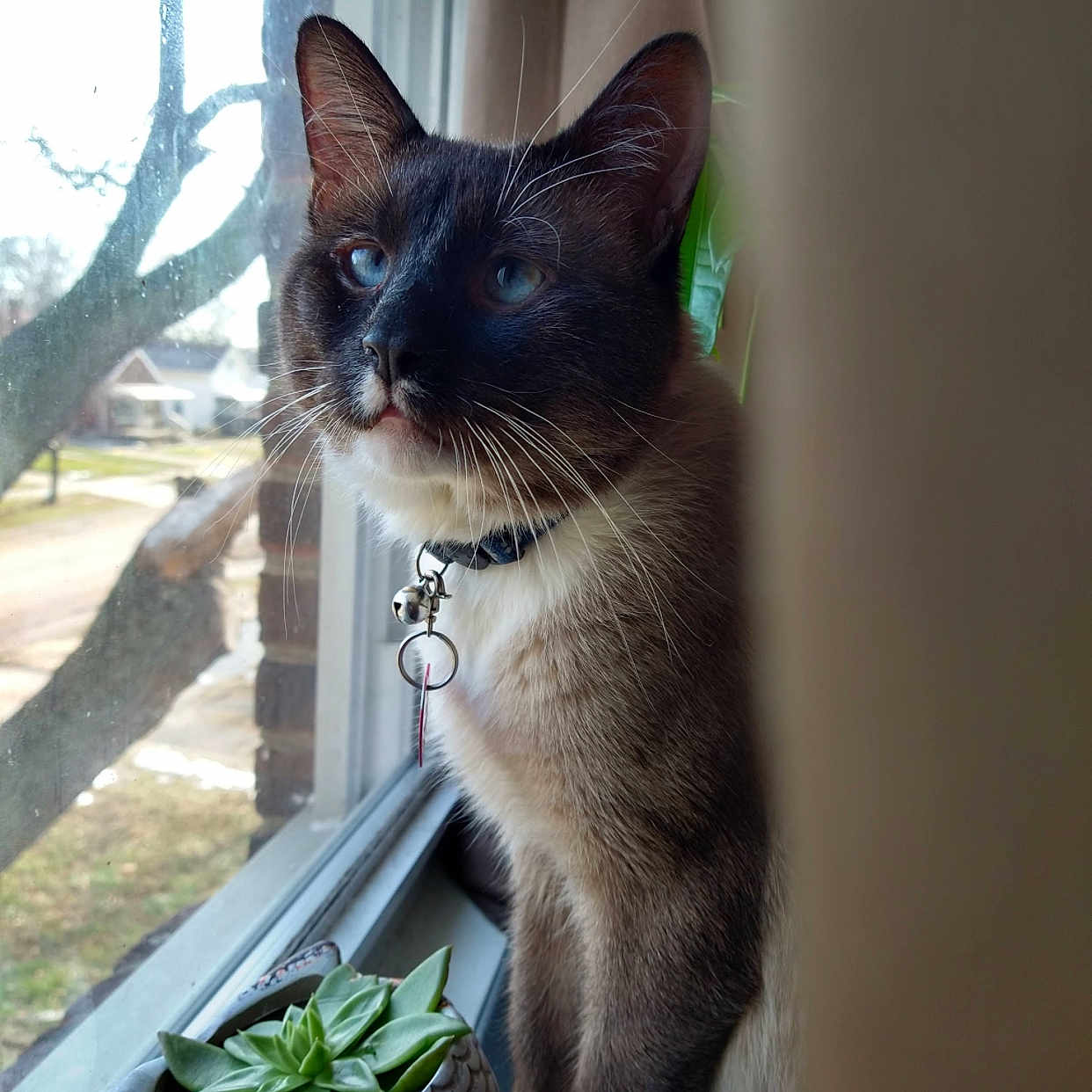 Ghost is registered to the contest to win money with this photo: animal, blue_eyes, cat, close_up, collar, curious, daylight, domestic_cat, feline, fur, houseplant, indoor, looking_out, pet, plant, potted_plant, succulent, whiskers, window, windowsill