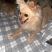 Bom Bon is registered to the contest to win money with this photo: dog, pet, animal, fur, tongue, happy, lying_down, blanket, indoor, cute, small_dog, ears_up, paw, fur_texture, nose, tongue_out, companion, domestic_animal, cozy, relaxed