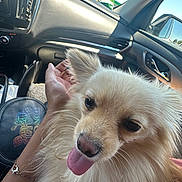 Bom Bon joined the competition — help win amazing prizes! accessory, car_interior, closeup, cute, dashboard, dog, eye, fur, hand, nose, pet, pomeranian, portrait, rearview_mirror, seat, small_dog, sunlight, tongue_out, travel, window