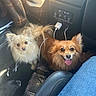 Bom Bon joined the competition — help win amazing prizes! back_seat, blanket, brown_fur, car_interior, charging_cable, cozy, cream_fur, dog, fluffy, happy, leather_seat, panting, passenger_leg, pet_buddies, pomeranian, road_trip, small_dog, tongue_out, travel, usb_charger