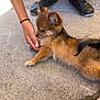 puppy, dog, pavement, person, hand, footwear, sneakers, fur, pet, outdoor, curious, brown, black, casual, animal, small, cute, fluffy, legs, resting