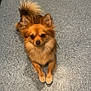 dog, small_dog, fluffy, brown_dog, pet, indoor, floor, speckled_floor, tail, ears, animal, cute, alert, looking_at_camera, lying_down, canine, fur, companion, domestic_animal, friendly