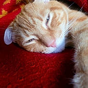 Milo joined the competition — help win amazing prizes! cat, orange_tabby, tabby, pet, sleepy, close_up, pink_nose, whiskers, fur, paw, blanket, red_blanket, indoor, cozy, nap, portrait, feline, domestic_cat, relaxed, eye_contact