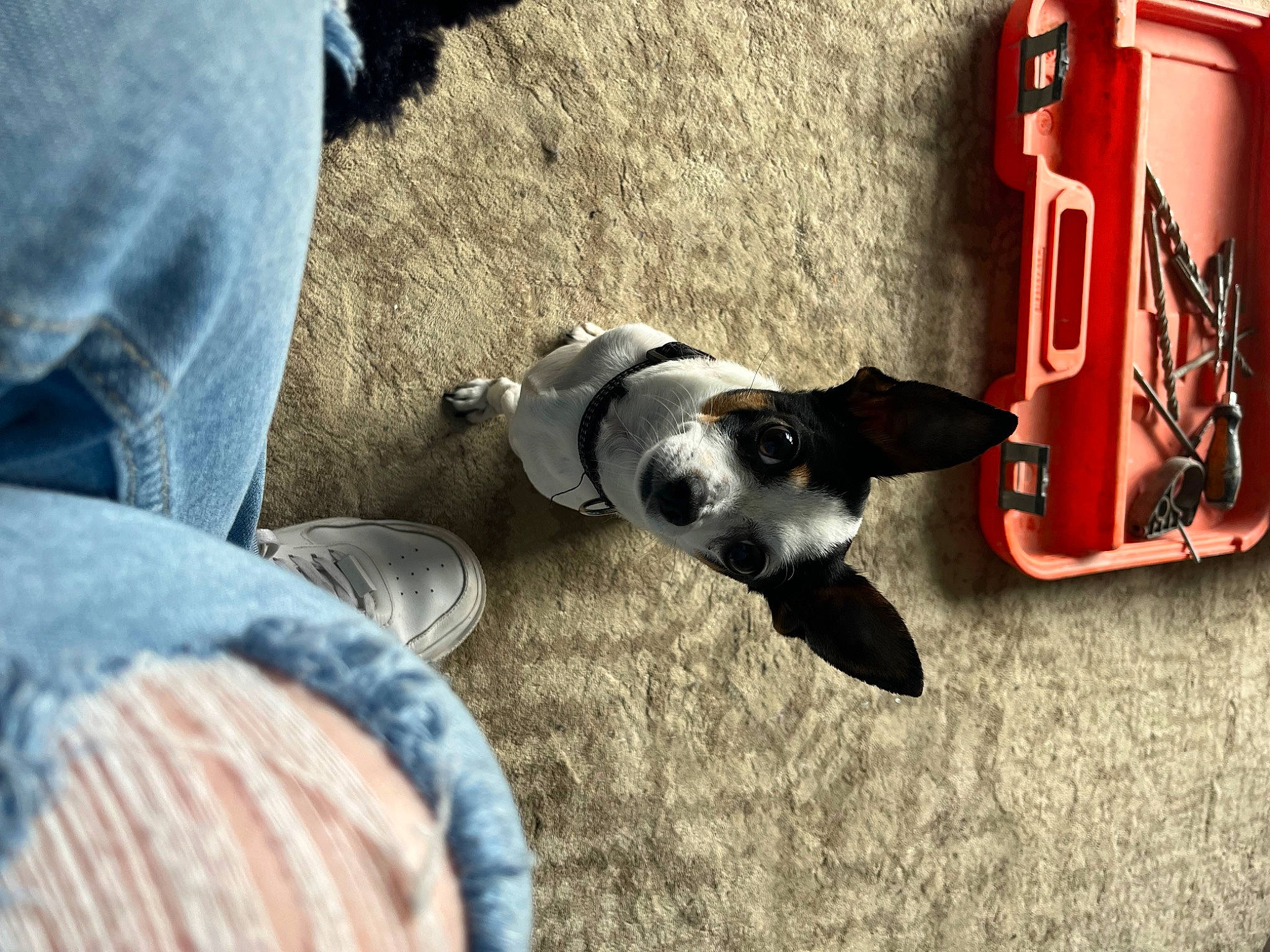 Saïko a rejoint le concours — aidez-le/la à gagner de superbes lots ! auto_part, automotive_exterior, automotive_lighting, automotive_tail_brake_light, automotive_tire, bumper, carmine, carnivore, comfort, companion_dog, denim, dog, dog_breed, dog_supply, flooring, human_leg, motor_vehicle, pet_supply, tin, vehicle_door