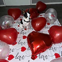 Saïko a rejoint le concours — aidez-le/la à gagner de superbes lots ! balloon, carmine, companion_dog, dog_breed, event, fashion_accessory, font, handwriting, magenta, mammal, natural_foods, nightshade_family, party_supply, plant, plastic, red, room, still_life_photography, tableware, toy