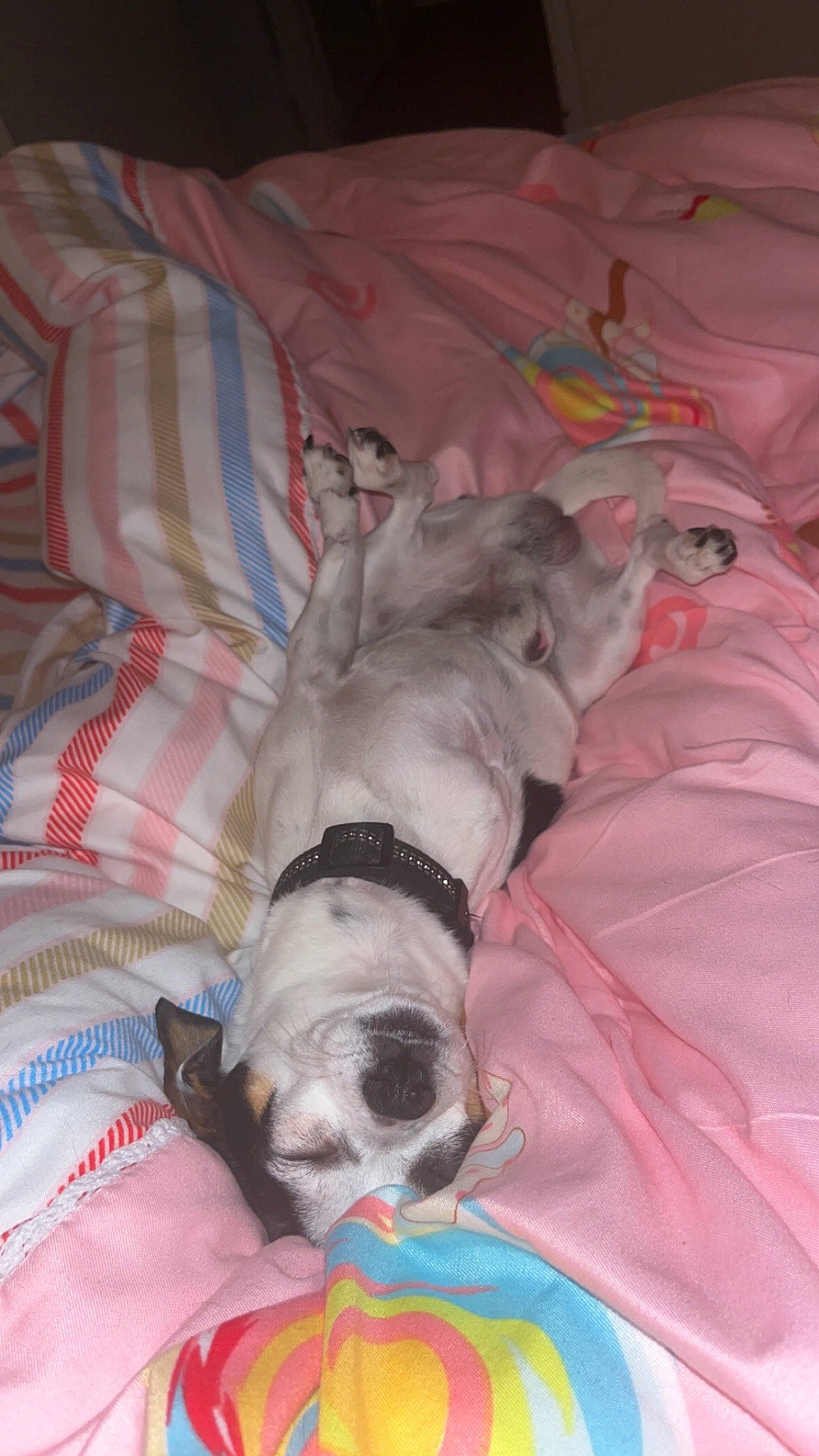 Saïko a rejoint le concours — aidez-le/la à gagner de superbes lots ! bedding, canidae, carnivore, comfort, companion_dog, couch, dog, dog_breed, dog_supply, duvet, fawn, fur, grey, linens, nap, non_sporting_group, puppy, sporting_group, toy_dog, working_animal