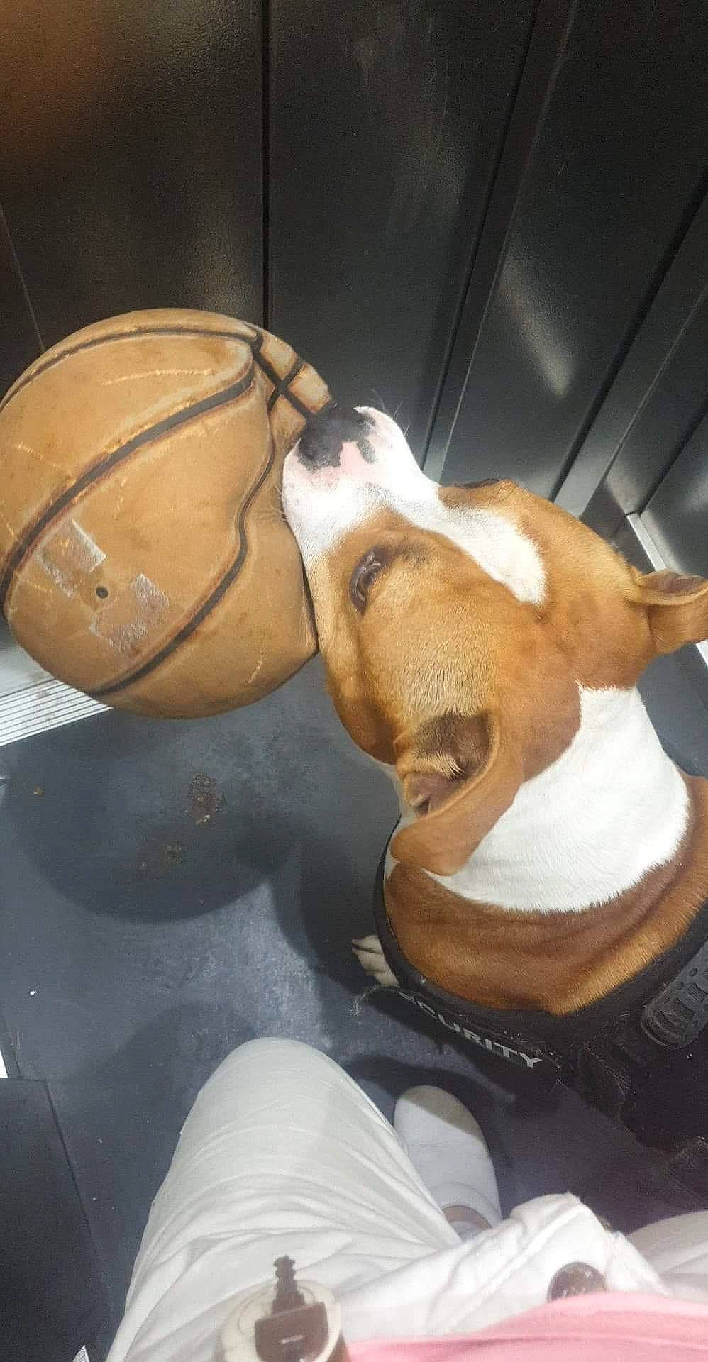 Master a rejoint le concours — aidez-le/la à gagner de superbes lots ! canidae, carnivore, dog, dog_breed, fawn