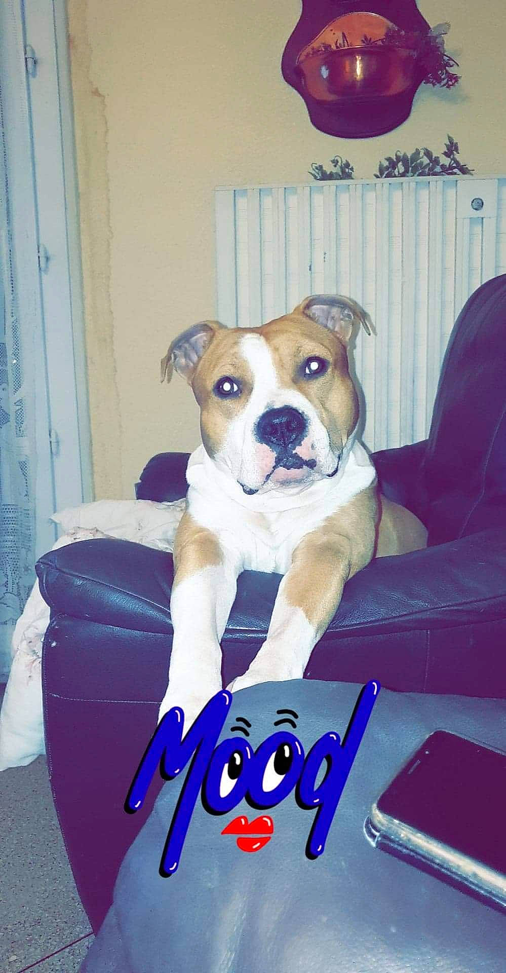 Master participe au concours pour gagner de l'argent avec cette photo : american_bulldog, american_pit_bull_terrier, american_staffordshire_terrier, australian_bulldog, bulldog, canidae, carnivore, companion_dog, dog, dog_breed, fawn, mammal, non_sporting_group, paw, photo_caption, pit_bull, snout, staffordshire_bull_terrier, vertebrate