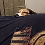 animal, black, brown, calm, closeup, cozy, curtain, dog, fabric, face, indoor, nose, pet, portrait, quiet, relaxation, resting, sleeping, textile, white