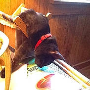 Voodoo is registered to the contest to win money with this photo: