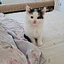 kitten, cat, pet, bed, blanket, fluffy, white, black_patches, cute, indoor, animal, feline, young, small, looking, sitting, fur, ears, eyes, nose