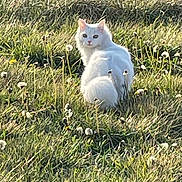 Bella is registered to the contest to win money with this photo: cat, white_cat, grass, field, dandelions, outdoor, nature, animal, fluffy, sunlight, greenery, plant, wildflower, mammal, looking_back, pet, feline, sitting, daylight, curious