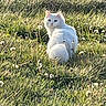 cat, white_cat, grass, field, dandelions, outdoor, nature, animal, fluffy, sunlight, greenery, plant, wildflower, mammal, looking_back, pet, feline, sitting, daylight, curious