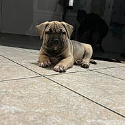 Mr Chip participe au concours pour gagner de l'argent avec cette photo : puppy, dog, floor, tile, indoor, reflection, human, shadow, fur, cute, pet, animal, resting, lying_down, wrinkles, ears, paws, closeup, light, background
