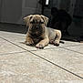 puppy, dog, floor, tile, indoor, reflection, human, shadow, fur, cute, pet, animal, resting, lying_down, wrinkles, ears, paws, closeup, light, background