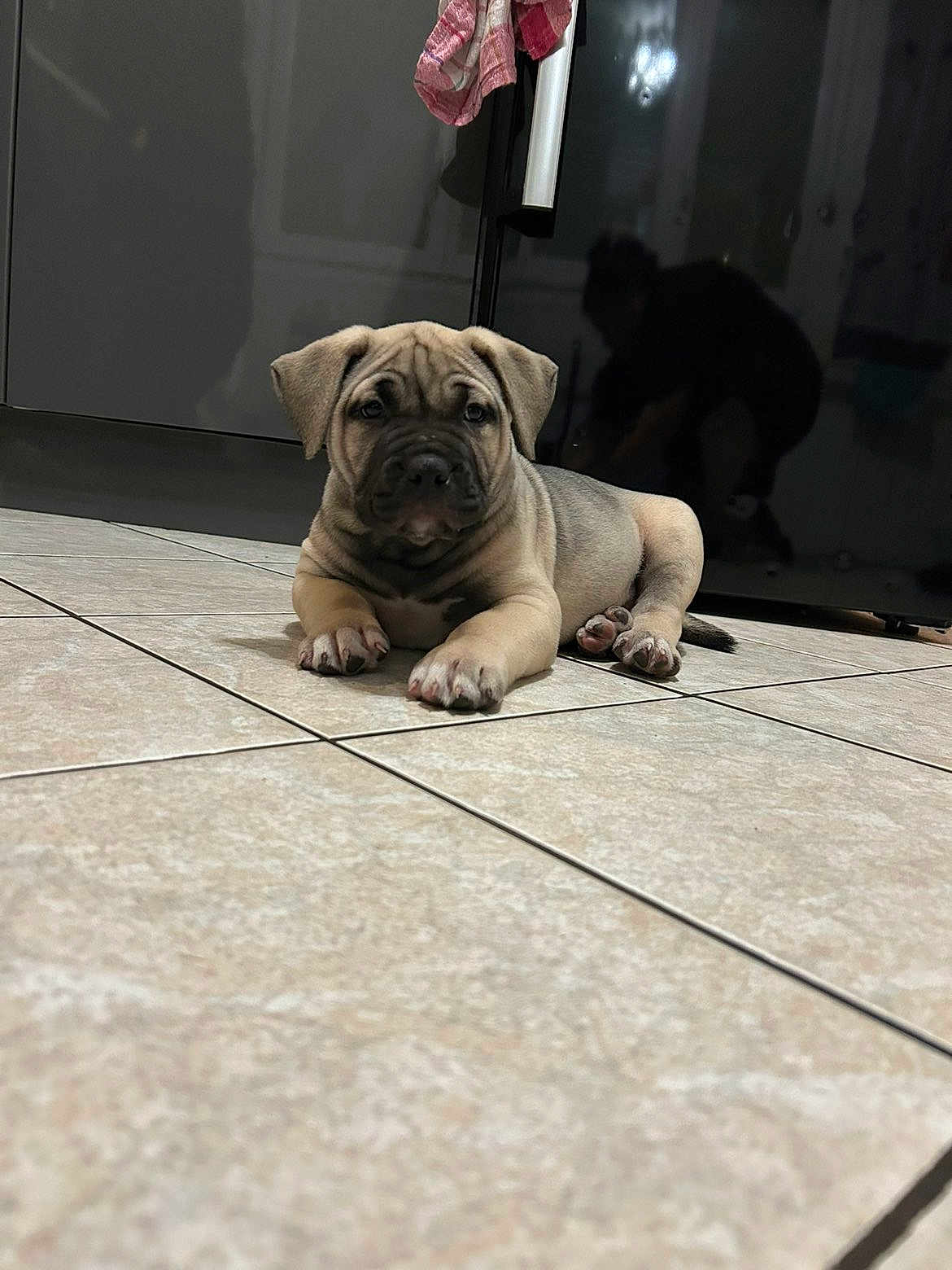 Mr Chip participe au concours pour gagner de l'argent avec cette photo : puppy, dog, floor, tile, indoor, reflection, human, shadow, fur, cute, pet, animal, resting, lying_down, wrinkles, ears, paws, closeup, light, background