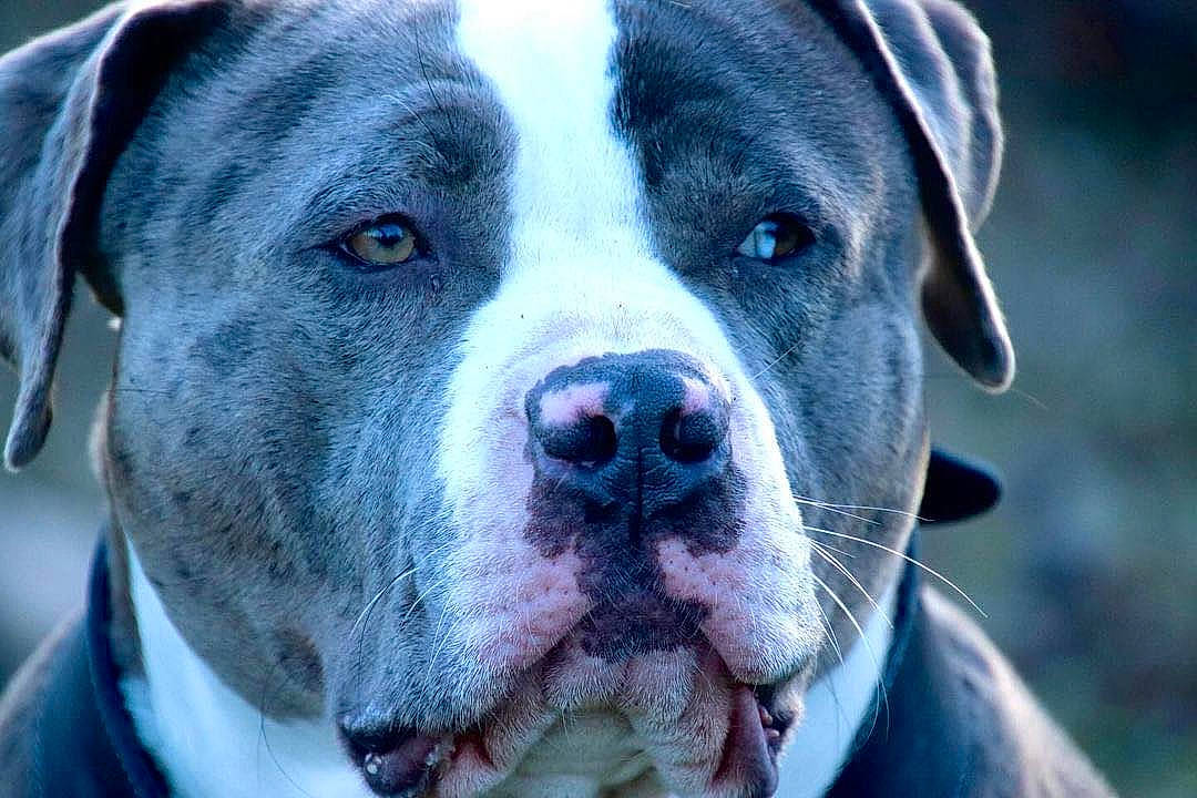 Hermès participe au concours pour gagner de l'argent avec cette photo : canidae, carnivore, close_up, companion_dog, dog, dog_breed, electric_blue, fawn, fur, iris, non_sporting_group, snout, sporting_group, terrestrial_animal, whiskers, working_animal, working_dog