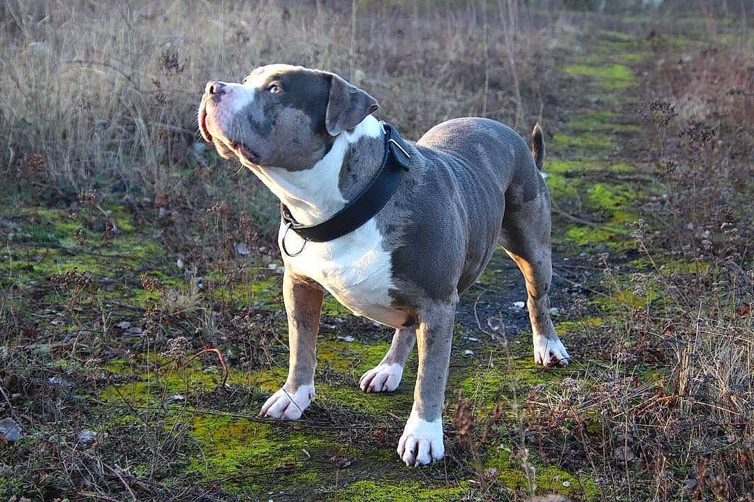 Hermès participe au concours pour gagner de l'argent avec cette photo : canidae, carnivore, collar, companion_dog, dog, dog_breed, dog_collar, dog_supply, fawn, grass, leash, molosser, non_sporting_group, plant, snout, sporting_group, tail, tree, working_animal, working_dog