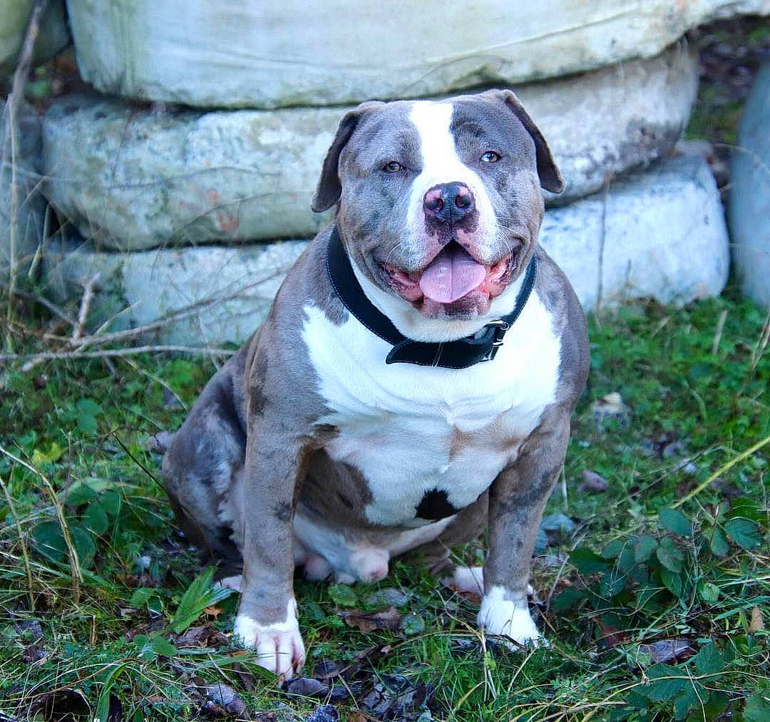 Hermès participe au concours pour gagner de l'argent avec cette photo : canidae, carnivore, collar, companion_dog, dog, dog_breed, dog_collar, fang, fawn, fur, grass, leash, liver, non_sporting_group, plant, snout, sporting_group, whiskers, working_animal, working_dog