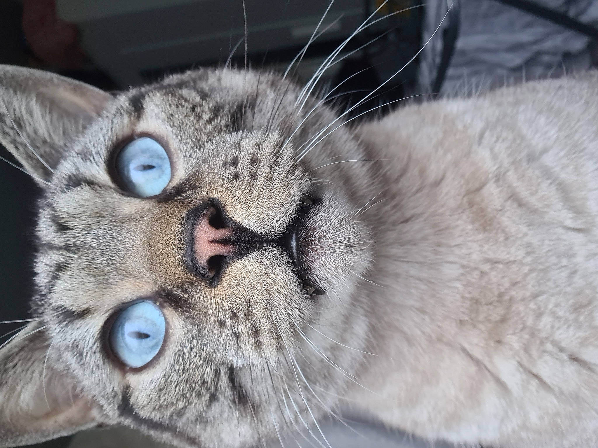 Doudou a rejoint le concours — aidez-le/la à gagner de superbes lots ! carnivore, cat, claw, domestic_short_haired_cat, ear, eye, felidae, fur, paw, small_to_medium_sized_cats, snout, terrestrial_animal, whiskers, wildlife