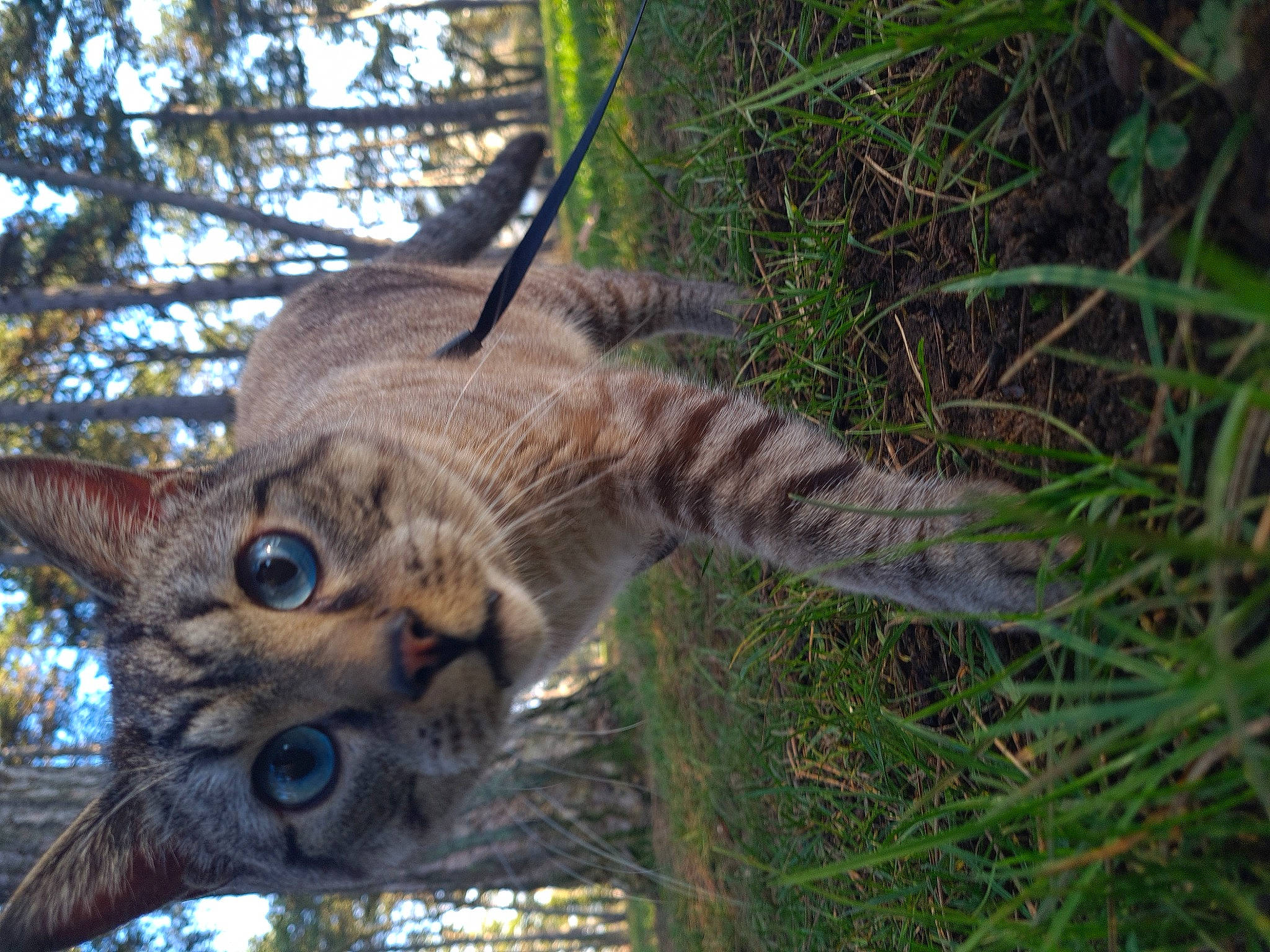 Doudou a rejoint le concours — aidez-le/la à gagner de superbes lots ! bird_of_prey, carnivore, cat, domestic_short_haired_cat, fawn, felidae, fur, grass, lynx, plant, small_to_medium_sized_cats, snout, tail, terrestrial_animal, tree, trunk, twig, whiskers, wildlife, wood